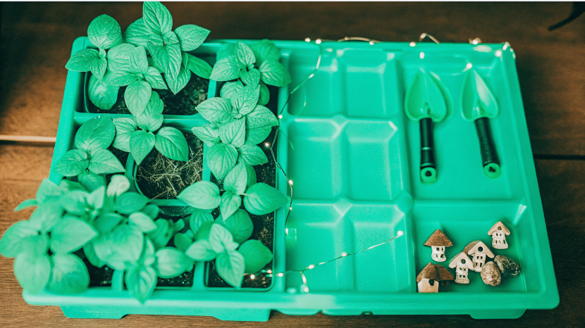 Essential Fairy Garden Supplies A collection of essential fairy garden supplies including miniature plants and accessories.